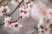 France, Alpes de Haute Provence, Saint Jurs, almond trees in bloom