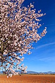 France, Alpes de Haute Provence, Verdon Regional Nature Park, Plateau de Valensole, Valensole, lavender and almond blossom field