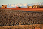 Frankreich, Alpes de Haute Provence, Regionaler Naturpark Verdon, Plateau de Valensole, Valensole