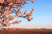 Frankreich, Alpes de Haute Provence, Regionaler Naturpark Verdon, Plateau de Valensole, Valensole, Lavendel- und Mandelblütenfeld