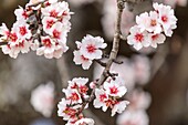 France, Alpes de Haute Provence, Saint Jurs, almond trees in bloom