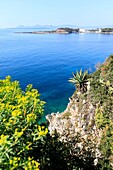 France, Alpes Maritimes, Antibes, Cap d'Antibes, coastal path, euphorbia and yucca