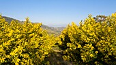 France, Alpes Maritimes, Pegomas, Vallon de l'Estreille, La Colline des Mimosas Reynaud family (aerial view)