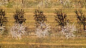 France, Alpes de Haute Provence, Brunet, almond field (aerial view)