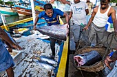 Sri Lanka, Eastern province, Valaichchenai, fishing harbour