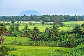 Sri Lanka, North Central Province, Polonnaruwa, rice fields