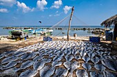Sri Lanka, Northern province, Jaffna peninsula, Point Pedro is a town located at the northernmost point of the island, drying fishes