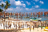Sri Lanka, Nordprovinz, Jaffna-Halbinsel, Point Pedro ist ein Ort am nördlichsten Punkt der Insel, der Tintenfische trocknet