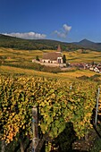 France, Haut Rhin, Route des Vins d'Alsace, Hunawihr village and its fortified church Saint Jacques le Majeur from the 14th century surrounded by vineyards, It is labeled most beautiful villages of France