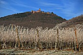 France, Bas Rhin, Alsatian vineyards in winter at the foot of the castle of Haut Koenigsbourg
