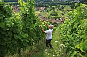 Frankreich, Haut Rhin, Das Tal von Munster, In den Weinbergen auf den Höhen von Wihr in Val