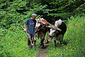 France, Haut Rhin, Munster Valley, Soultzeren, Philippe Kuhlmann, breeder, trainer, and user of cattle in Soultzeren for a non mechanized farming
