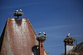 France, Haut Rhin, Munster, White Storks (Ciconia ciconia) nestled on a chimney