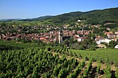 France, Haut Rhin, Route des Vins d'Alsace, Ribeauville