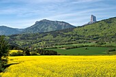 France, Isere, Trieves, countryside and rapeseed fields to the village of Roissard and Mont Aiguille (2085m)