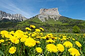 Frankreich, Isere, Trieves, Chichilianne, Löwenzahnblüten vor dem Mont Aiguille (2085m) vom Weiler Donniere aus gesehen