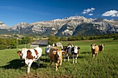 Frankreich, Isere, Trieves, Kuhherde in Richtung des Bauernhofs Rigniere und des Obiou-Massivs (2790m)