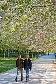 France, Paris, Batignolles district, Clichy Batignolles Martin Luther King garden, cherry blossom