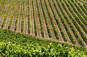 Frankreich, Vaucluse, der Weinberg des Weinguts Coyeux