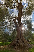 Italien, Toskana, Siena, Orcia-Tal, von der UNESCO zum Weltkulturerbe erklärt, olivier