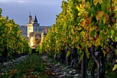 France, Indre et Loire, Loire Valley listed as World Heritage by UNESCO, the vineyard of Chinon and in the background the Castle of Chinon