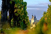 Frankreich, Indre et Loire, Loire-Tal, von der UNESCO zum Weltkulturerbe erklärt, der Weinberg von Chinon und im Hintergrund das Schloss von Chinon