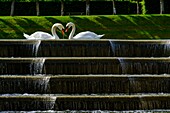 France, Indre et Loire, Loire Valley listed as World Heritage by UNESCO, Villandry, swans in the garden of the castle of Villandry