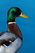 France, Somme, Baie de Somme, Le Crotoy, Mallard (Anas platyrhynchos) male