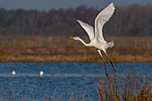 France, Somme, Baie de Somme, Le Crotoy, Great Egret (Ardea alba) on flight at the Crotoy Marsh