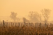 Frankreich, Somme, Baie de Somme, Noyelles sur Mer, morgendliche Stimmung der Polder im Nebel in Anwesenheit von Möwen auf den Pfählen der Weide