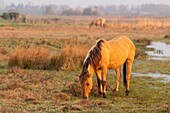 France, Somme, Baie de Somme, Le Crotoy, Le Crotoy Marsh, the Henson horse race was created in the Baie de Somme for riding and is the pride of local breeders, these little hardy horses are also used for ecopaturing and swamp maintenance