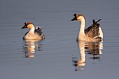 France, Somme, Baie de Somme, Le Crotoy, Crotoy Marsh, Swan Goose (Chinese goose, Guinea goose, Anser cygnoides) escaped from a farm and found refuge in the Crotoy marsh