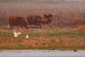 France, Somme, Baie de Somme, Le Crotoy, Crotoy Marsh, Highland Cattle for Ecopaturing in the Crotoy marsh
