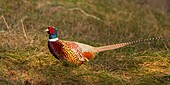 France, Somme, Baie de Somme, Baie de Somme Nature Reserve, Marquenterre Ornithological Park, Saint Quentin en Tourmont, Common Pheasant (Phasianus colchicus)