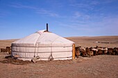 Mongolia, East Mongolia, Steppe area, Mongolian camp, Ger, Yurt with a herd of goats and sheeps