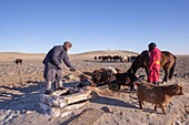 Mongolei, Ostmongolei, Steppengebiet, Mongolische Hirten in traditioneller Kleidung kommen mitten im Winter aus dem Brunnen, um den Pferden zu trinken zu geben