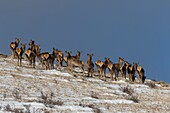 Mongolei, Hustai-Nationalpark, Rothirsch (Cervus elaphus) in den Bergen, Gruppe von Weibchen