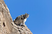 Mongolei, Westmongolei, Altaigebirge, Schneeleopard oder Unze (Panthera uncia), auf Felsen