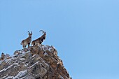 Mongolia, West Mongolia, Altai mountains, Siberian ibex (Capra sibirica), on rocks
