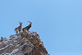 Mongolei, Westmongolei, Altaigebirge, Sibirischer Steinbock (Capra sibirica), auf Felsen