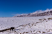 Mongolei, Westmongolei, Altaigebirge, Tal mit Schnee und Felsen, Trampeltier in den Bergen