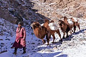Mongolei, Westmongolei, Altaigebirge, Hirte und Kamele tragen Eissäcke zur Wasserversorgung