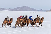 Mongolei, Westmongolei, Altai-Gebirge, Dorf Kanhman, baktrisches Kamelrennen in der Ebene