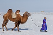 Mongolei, Westmongolei, Altai-Gebirge, Dorf Kanhman, baktrisches Kamelrennen in der Ebene