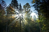 Frankreich, Isere, Massif du Vercors, Regionaler Naturpark, Villard de Lans, Sonnenstrahlen im Herbstnebel im Wald von Chalimont