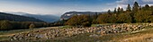 France, Drome, Vercors Regional Natural Park, panoramic view of the flock of sheep at Beure plan parking at Col du Rousset