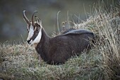 France, Jura, massif of the Jura, Regional Natural Park, fauna, chamois towards the top of the Dole