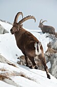 Frankreich, Haute Savoie, Bargy-Massiv, alpine Wildtiere, alte Steinbock-Männchen im Wettstreit während der Brunftzeit