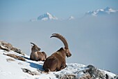 Frankreich, Haute Savoie, Bargy-Massiv, alpine Wildfauna, alte männliche Steinböcke während der Brunftzeit und ihr Weibchen
