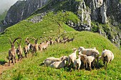 France, Haute Savoie, Chablais massif, alpine fauna, herd of ibexes and sheep at Floray Pass